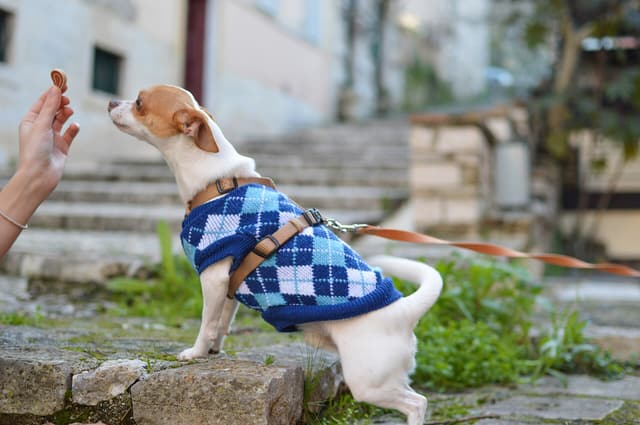 A small dog on a lead looks up at a treat held in a hand